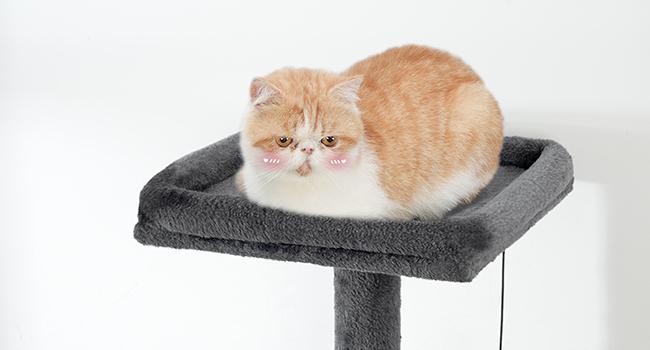 HOOBRO Cat Tree with Litter Box Enclosure, 67.7" H Wooden Multifunctional Pet Furniture with Hidden Litter Box, Perch, Hammock and Scratching Post, Cat Tower for Indoor Cats, Greige