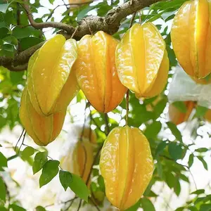 Starfruit Seeds for Indoor and Outdoor Planting | Home Garden Fruit Tree Seeds | Easy Care for Beginners