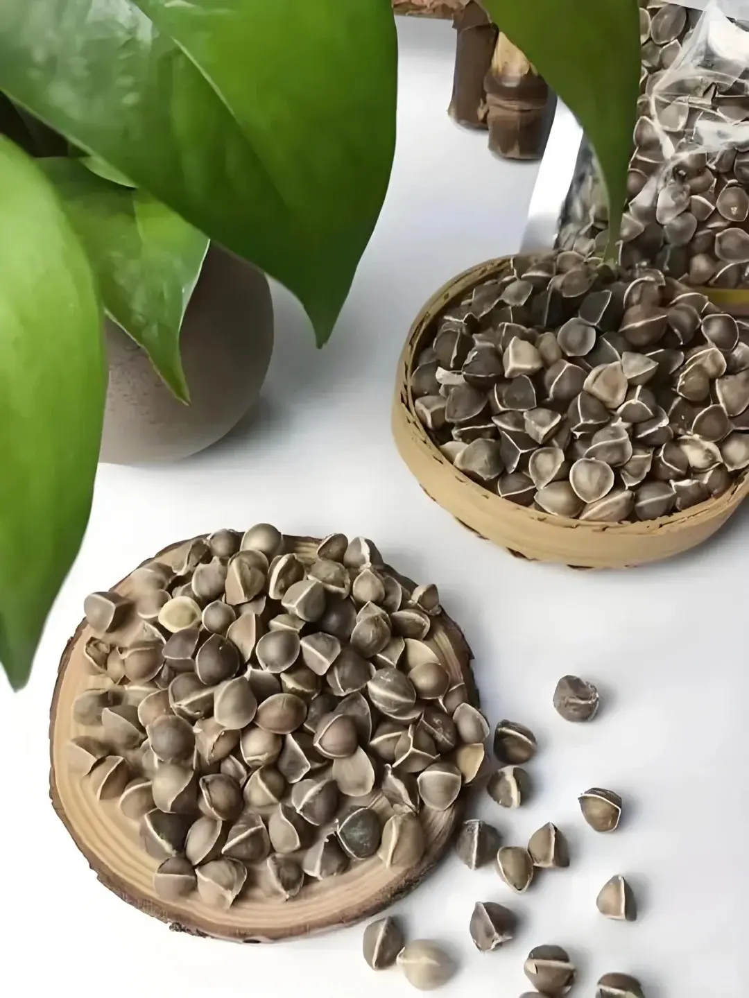 Moringa Seeds 50 Count Pack  Moringa Oleifera Tree Seeds for Backyard Garden  Planting, Patio Containers, Balcony Planters and Outdoor Garden Beds  Seeds  Only, Not Live Plants - TikTok Shop