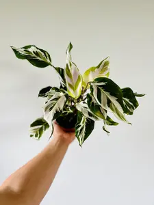 Calathea Stella - Brand New Cultivar - 4" Pot