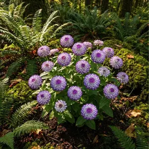 [HeritageFlowerseeds] 200 Pro-Grade Zinnia Seeds | Giant Double-Petal High-Yield Cut Flowers | DSLR-Level Color Performance