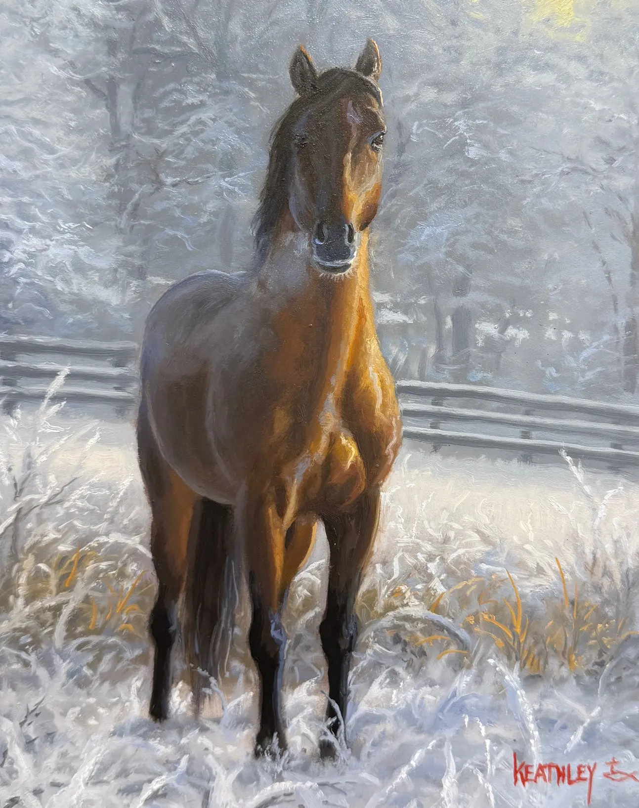 Stallion