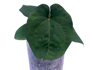 Anthurium kunayalense x Anthurium Capibara (seedling)