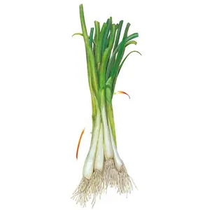 Tokyo Long White Bunching/Scallion Onion Seeds
