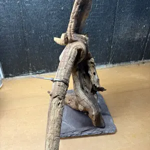 Mopani Driftwood (18x10x20) Natural Branches for Aquariums and Home Decor Unique Rustic Wood Pieces