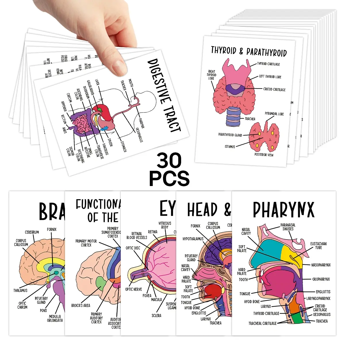 30 Pcs Human Anatomy Flash Cards – Study Guide for Medical and Nursing Staff, Anatomy & Physiology Cards – Anatomy Study Guide Reference Cards for Exam Preparation and Visual Learning, Flashcards For Studying