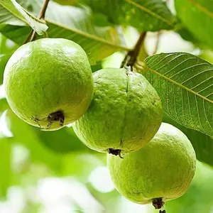 100Pcs Guava Seeds Red Psidium Guajava Seeds Perennial Sweet Fragrant Tropical Fruit Seeds Non-GMO Backyard Plant