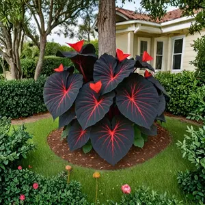 800 Hosta Seeds – Practical Outdoor Perennials for Residential Garden Use