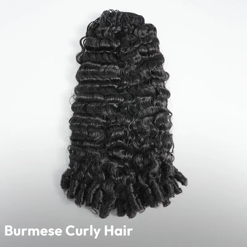Burmese Curly