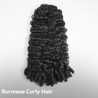 Burmese Curly