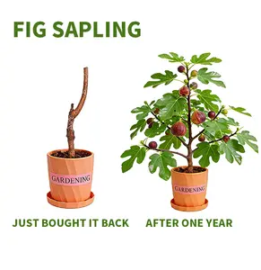 Livestream-Exclusive Link-Fig Tree (Ficus Carica) – Easy-Care Indoor & Outdoor Fruit Plant