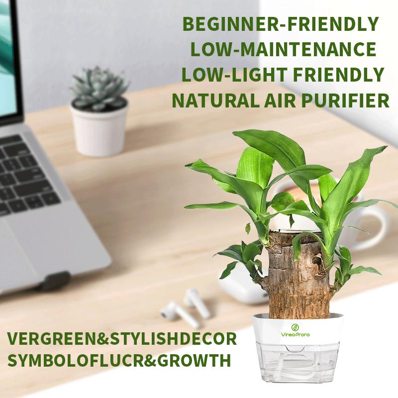 Lucky Brazilian Wood Potted Plant – Mini Brazil Wood for Hydroponics, 2025 New Desktop Decor with Plastic Tray Gift Ornaments