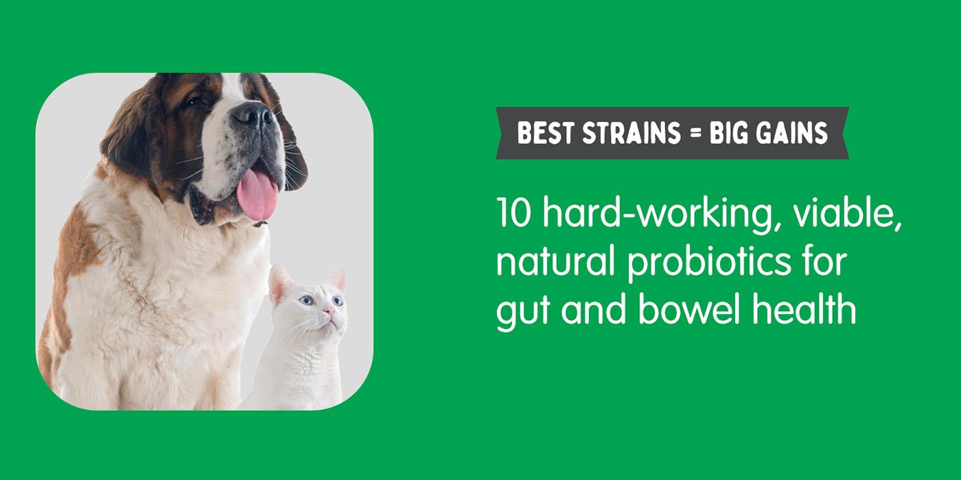 90 capsules Allergy Immunity for Dogs Daily Probiotics. Support Yeast Production Seasonal Allergies Intermittent Itching Intestinal Digestive Health Medium Dogs-BY