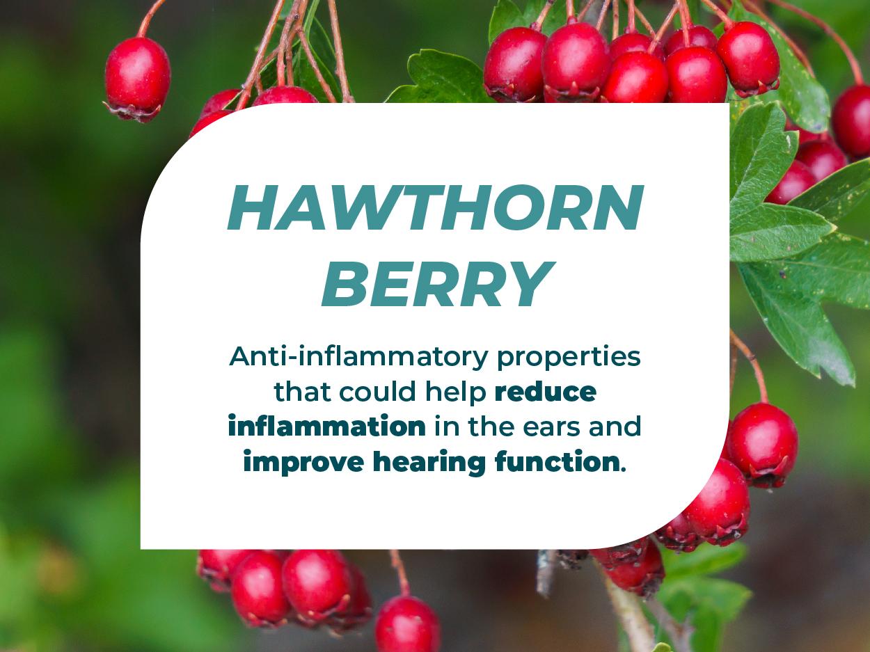 Hearing Support Formula by PUREHEALTH RESEARCH - Tinnitus Supplement with Flavonoids & Hearing Vitamins to Help Silence The Noise, Safely and Naturally - 120 Capsules Edible Dietary Healthcare