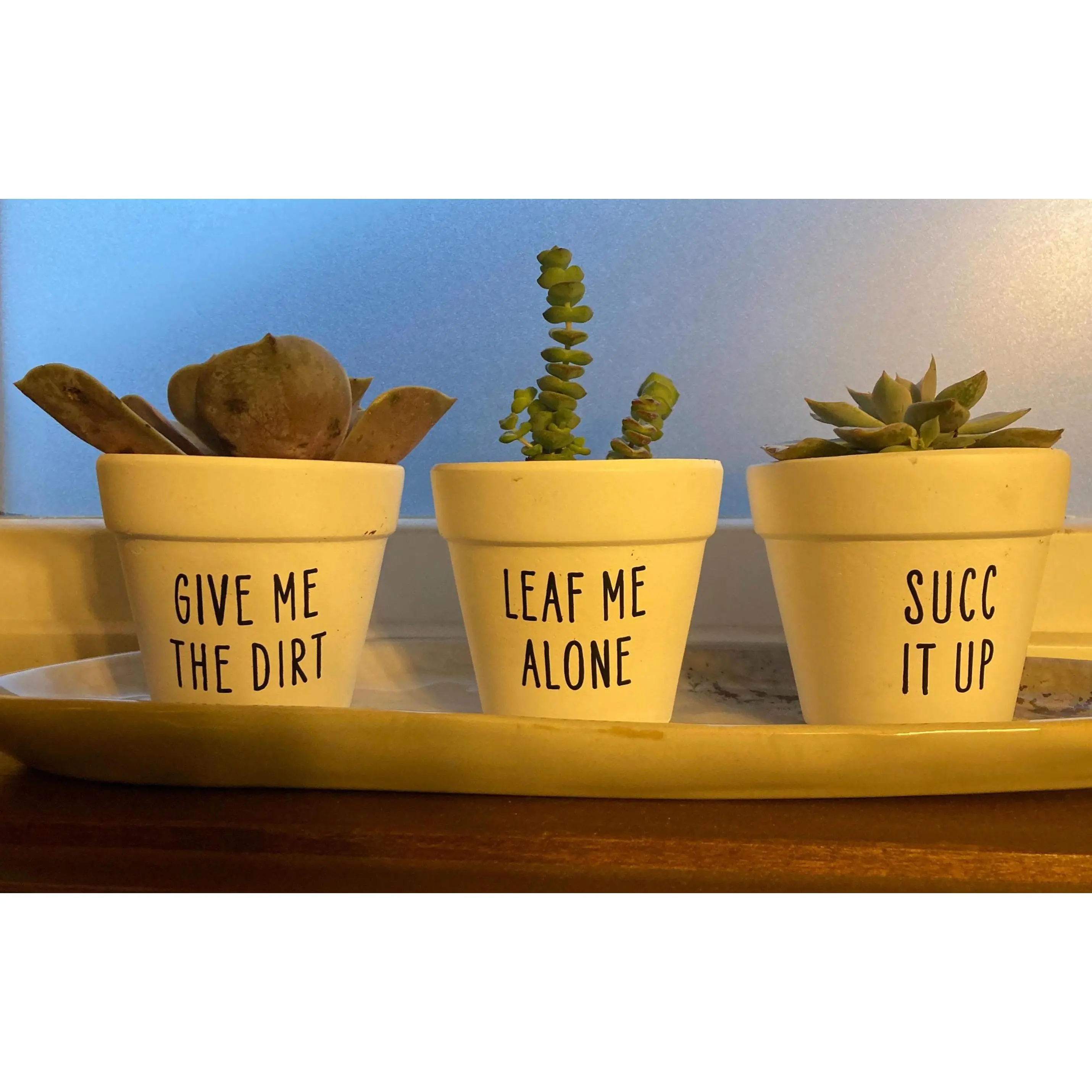 Humorous Adhesive Vinyl Plant Decal Stickers - Easy-to-Apply Cactus Decor with "Blame It on My Roots", "Give Me the Dirt", "Grow Damnit" Plant Quotes for Succulents, Viral TikTok-Inspired Home & Party Gift