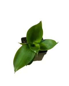 3" Sansevieria Star Power – Snake Plant – Grower’s Choice – Live Plant