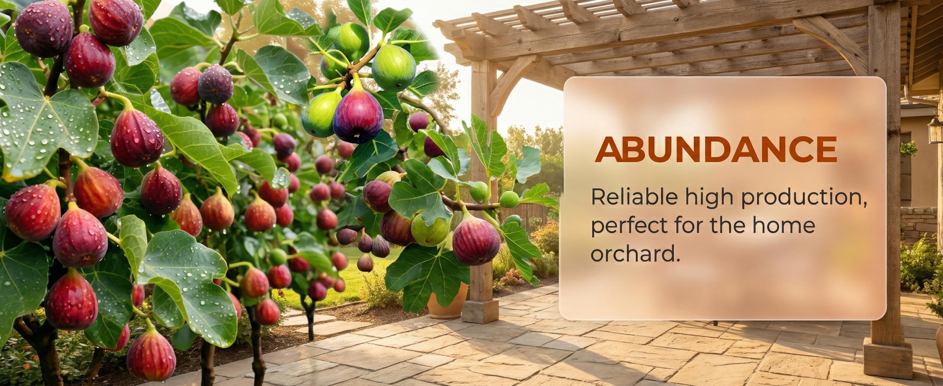 Heirloom Non-GMO Live Fig Tree Sapling – Hardy Perennial Fig Fruit Plant for Outdoor Garden, Patio Pots & Backyard Orchard, Easy Grow Starter Bonsai Heirloom Non-GMO Live Fig Tree Sapling – Hardy Perennial Fig Fruit Plant for Outdoor Garden, Patio Pots & Backyard Orchard, Easy Grow Starter Bonsai