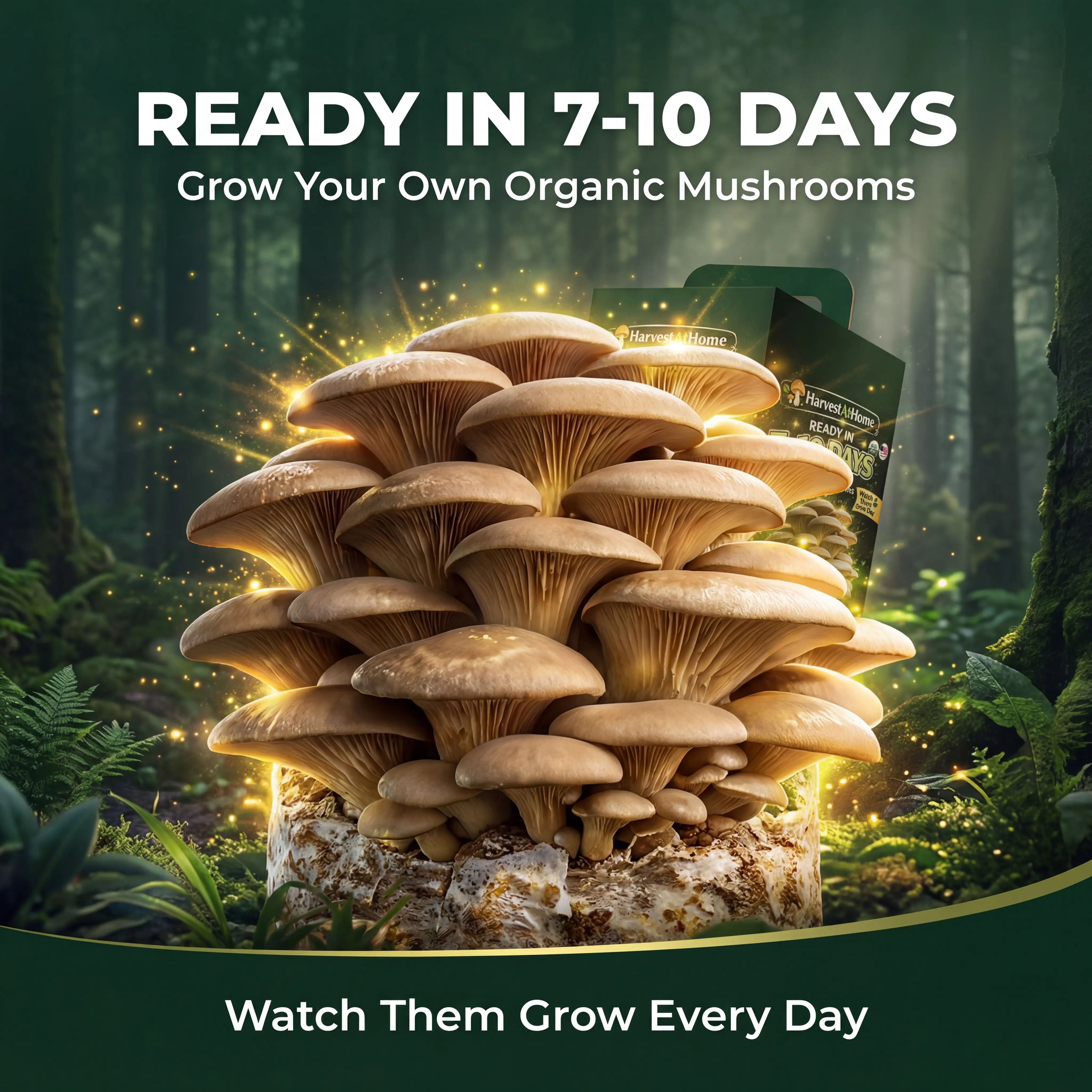 Organic Oyster Mushroom Grow Kit 3.5 lb | Grow Mushrooms at Home | Ready in 7–10 Days | No Soil No Sun | High Yield Kit | Beginner Friendly | Indoor Gardening Kit | Perfect Gift for Adults & KidsGift for Adults & Kids Food