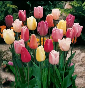 200pcs Mixed Color Tulip Seeds for Garden Planting – Tulip Flower Seeds for Outdoor Flower Beds, Yard Landscaping, Patio Containers and Balcony Garden Projects – Seeds Only, Not Live Plants