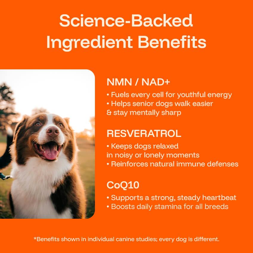 Pawprint Lab Liquid Longevity Supplement for Dogs - Science Backed Protocol Boosts Health Span Energy & Brain Function - 90 Days Money Back Guarantee
