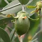 Rose Salve Tube Trio