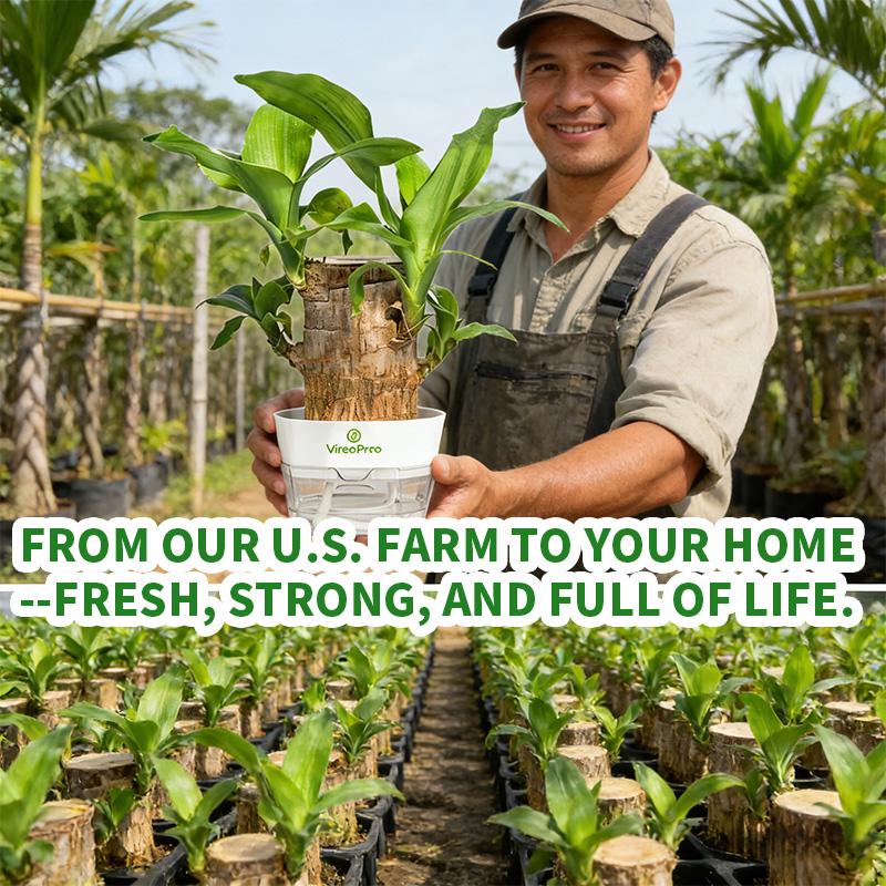 Lucky Brazilian Wood Potted Plant – Mini Brazil Wood for Hydroponics, 2025 New Desktop Decor with Plastic Tray Gift Ornaments