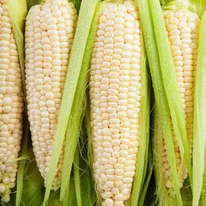 50 Rare White Corn Seeds for Planting – Unique White Maize Seeds for Garden Growing, Seeds Only Not Live Plants