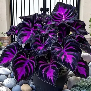 800pcs Black Purple Hosta Seeds Perennials with Deep Foliage, Easy to Grow for Bold Garden all season
