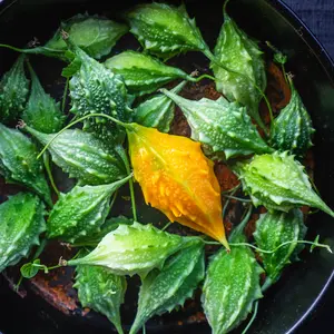 Mini Bitter Gourd Wild Bitter Melon Seeds (Momordica charantia) Compact vine producing small intensely bitter fruits; valued in Asian cuisine and traditional herbal practices