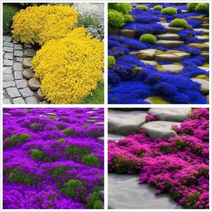 1000PCS Mixed Creeping Thyme Seeds | Aromatic Perennial Ground Cover Plant, Easy to Grow and Low Maintenance, Drought-Tolerant and Pollinator-Friendly, Perfect for Lawns, Gardens, Pathways, and Outdoor Landscaping