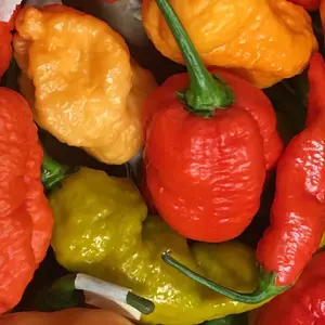 Superhot Pepper Seed Variety Pack: 25+ Unlabeled Mixed Rare Seeds