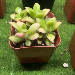 Live Succulent Assorted Variety Pack - 3-5 in Well-Rooted, Vibrant Decorative Plants, Partial Sun-Loving, Easy-Care Beginner-Friendly Aesthetic Home Office Desktop Decor