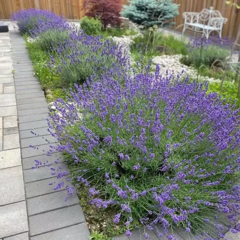 500 Pcs Lavender Seeds – Fragrant Blooms for Soothing Gardens & Pollinator Havens