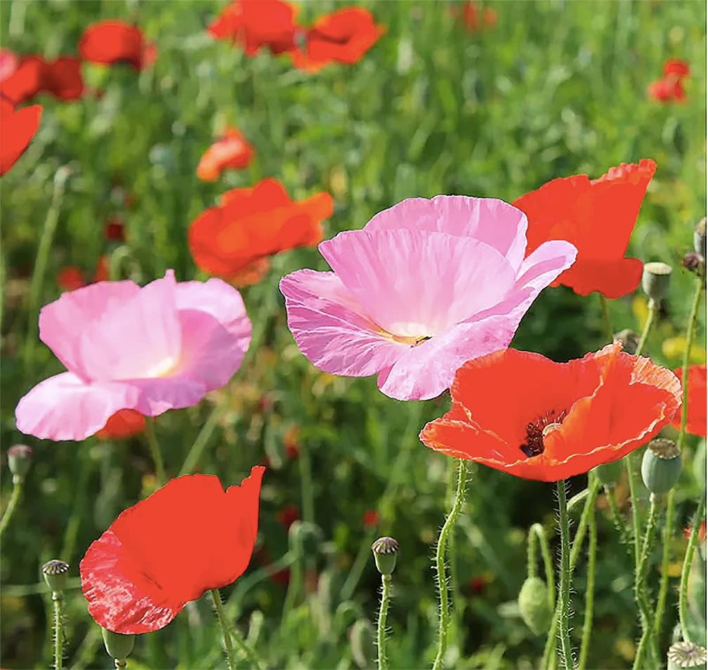 Mixed Corn Poppies - 50,00 Poppy Seeds Including Red Flanders Poppy Seed