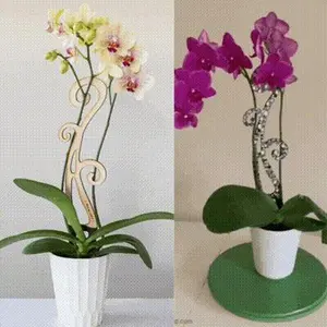 BARE™ Flora™ - Customizable wooden plant support - Perfect for Orchids