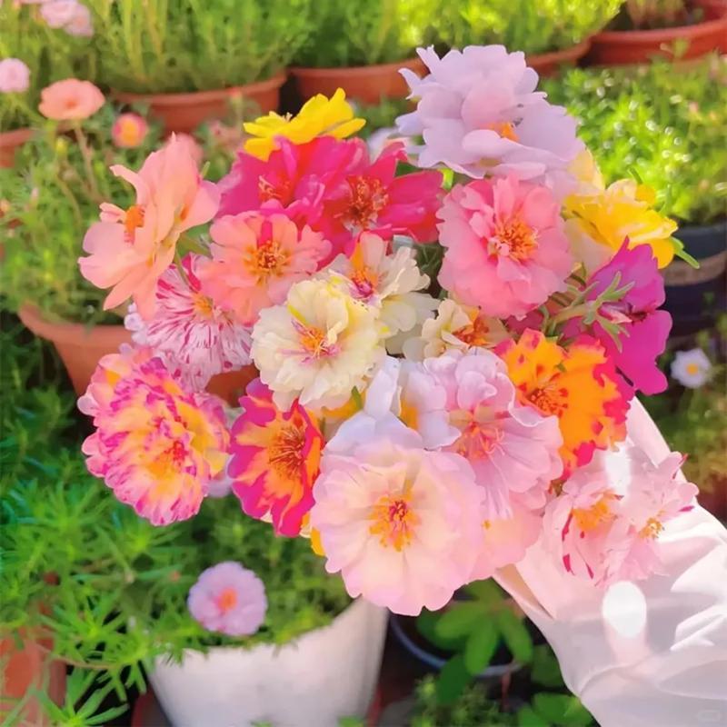 10000 pcs Mix Moss Rose Seeds Planting Ornaments Perennial Garden Simple to Grow Pots Gifts