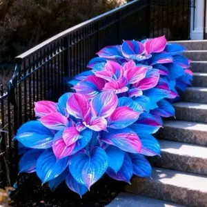 1000+ Mixed Color Hosta Seeds – Beautiful Shade Garden Flowers for Backyard Gardens