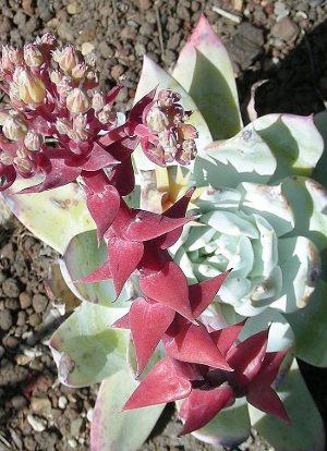Giant Chalk Dudleya ‘Dudleya brittonii’