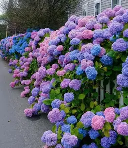 Mixed Color Hydrangea Seeds 200 Count for Outdoor Garden Planting, Hydrangea Flower Seeds for Backyard Landscaping, Seeds Only Not Live Plants