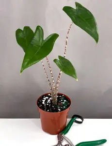 Alocasia Zebrina
