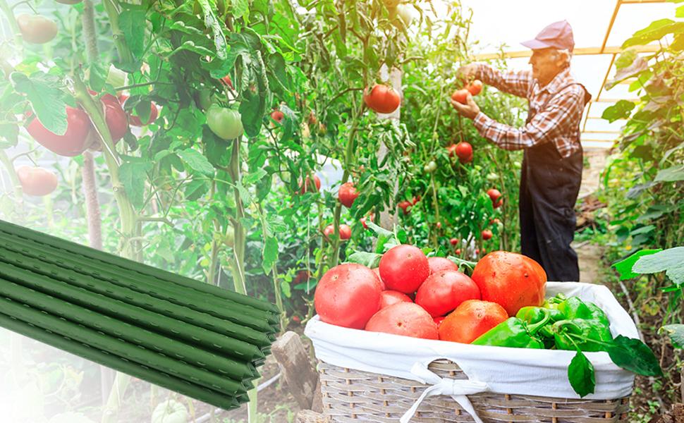SUNNYGLADE 48" Plant Stakes Garden Tomato Sticks Durable Metal & Green Plastic Coated Supports for Potted Plants with Non-Slip Bump Design & Sharp Points for Easy Placement SUNNYGLADE 48" Plant Stakes Garden Tomato Sticks Durable Metal & Green Plastic Coated Supports for Potted Plants with Non-Slip Bump Design & Sharp Points for Easy Placement