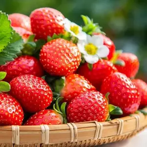 Strawberry seeds, 200 strawberry fruit seeds, suitable for garden planting, potted or ground planting, both indoors and outdoors. sunflower  seeds