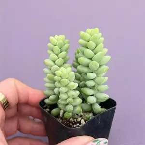 Sedum ‘Burrito’ – Donkey Tail Trailing Succulent in Pot Plant Greenhouse