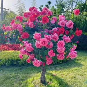 110+ Climbing Roses Seeds Mixed for Planting - Pretty Climbing Outdoors Ornamental Roses Flowers Rosa Bush Vine Climber Long-Blooming