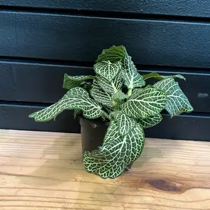 White Nerve 4 Inch Planter