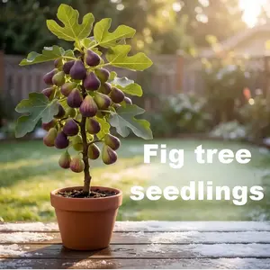 Heirloom Non-GMO Fig Tree Live Plant – Hardy Perennial Fig Fruit Tree Starter for Outdoor Garden, Patio, and Backyard Planting bonsai