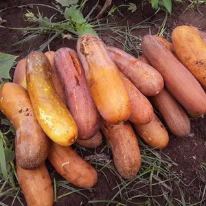 Brown Russian Cucumber (Cucumis sativus 'Brown Russian') Organic Seeds – Distinctive Brown Skin, Sweet Flavor, Hardy Heirloom Variety