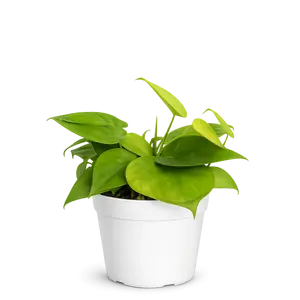 Neon Heartleaf Philodendron – Indoor Foliage Plant