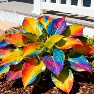 800 PCS Hosta Seeds Suitable for Yards, Garden Borders and Landscape Edging Areas