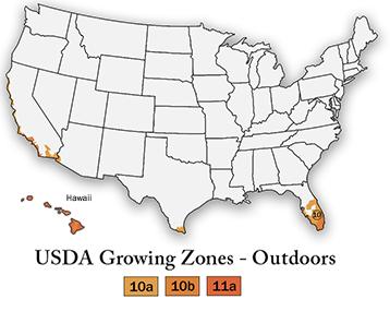 Peperomia Hope 'Peperomia tetraphylla'